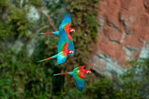 Buraco das Araras – Jardim/MS: trilha e aves únicas
