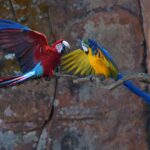 Buraco das Araras Bonito MS