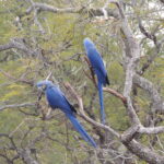 Buraco das Araras Bonito MS