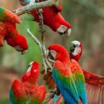 Buraco das Araras Jardim MS