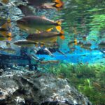 Flutuação Aquário Natural BONITO MS