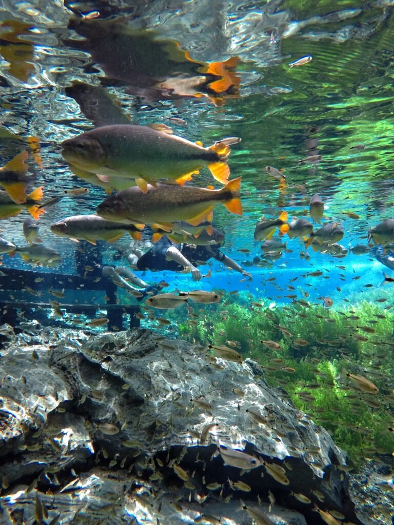 Flutuação Aquário Natural BONITO MS