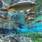 Flutuação Aquário Natural BONITO MS