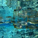 Flutuação Aquário Natural BONITO MS