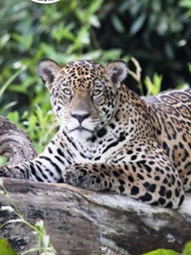 Galeria Pantanal San Francisco - Imagem 9