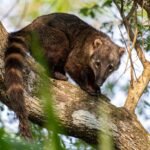 Galeria Projeto Salobra - Imagem 3