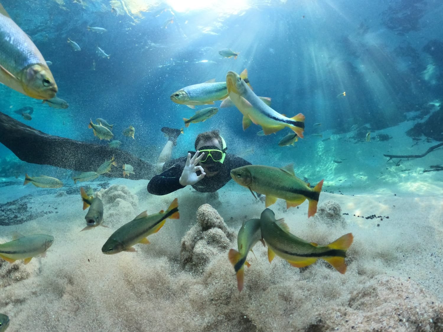 Cardume observado durante a flutuação no Recanto Ecológico Rio da Prata em Jardim
