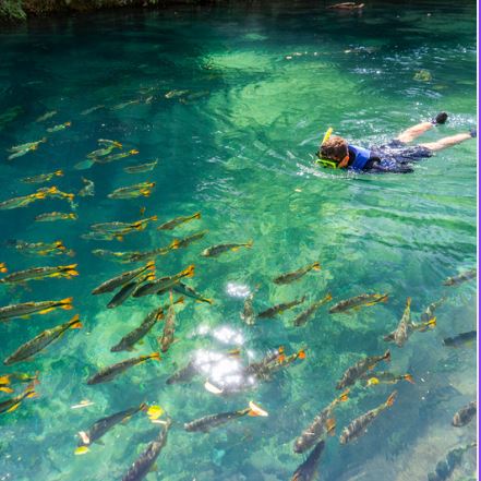 Flutuação Rio da Prata Jardim e Bonito MS