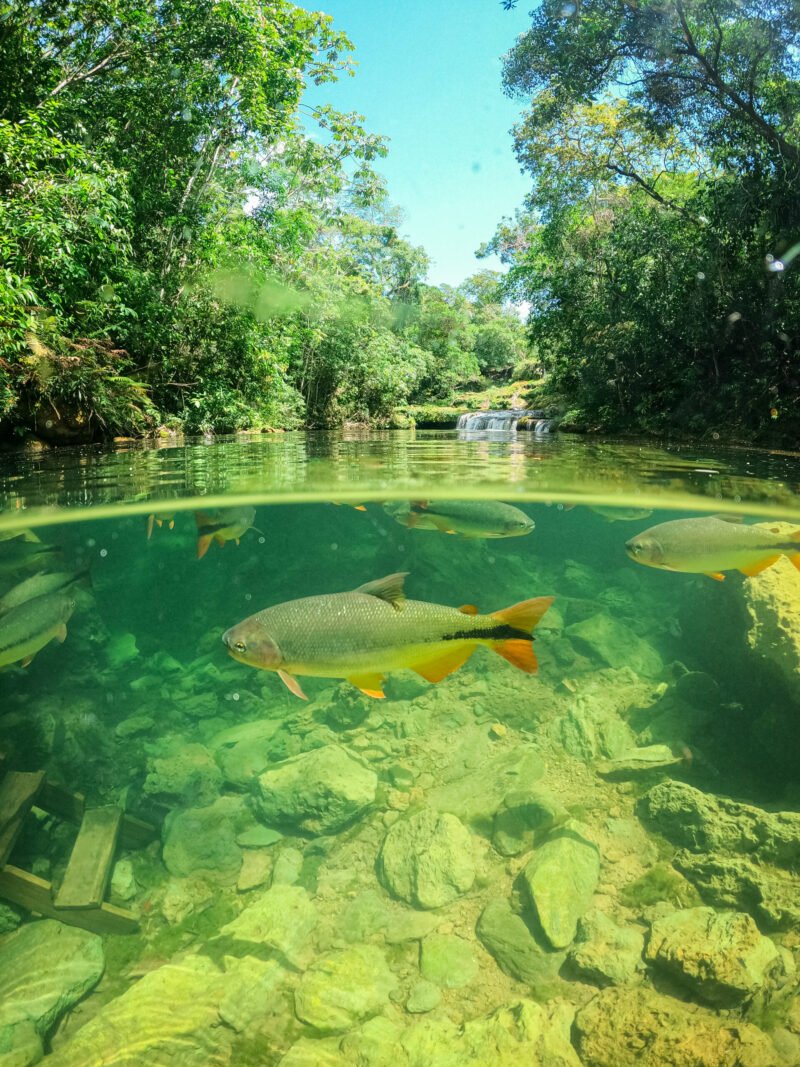 bonito-ms-rios-cristalinos