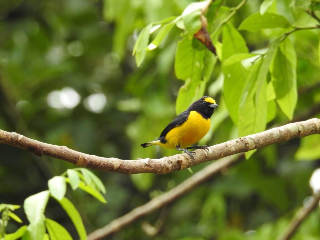 Fim-fim macho fotografado na Estância Mimosa