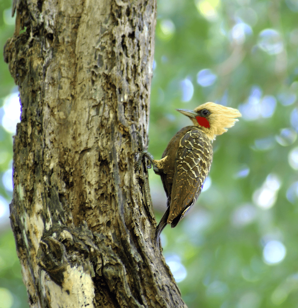 Pica-pau-louro fotografado por Marcos Dias Freitas