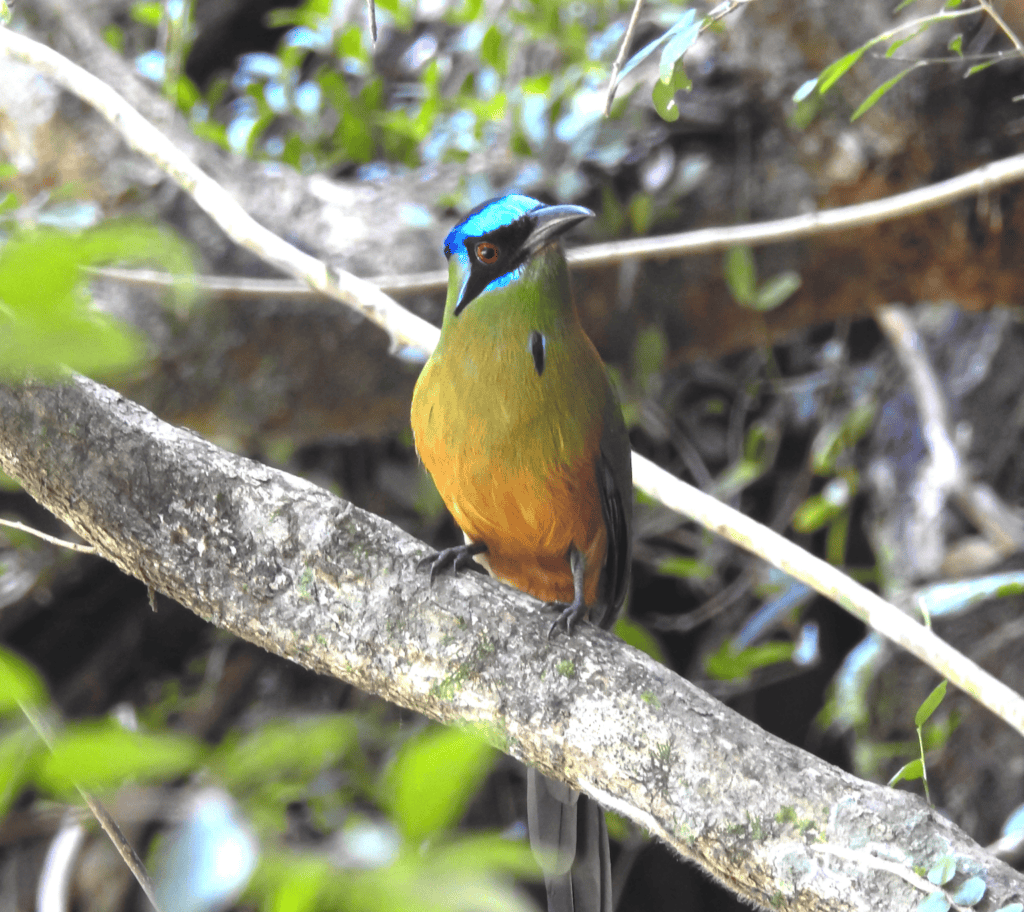 Udu-de-coroa-azul fotografado por Fernando Maidana