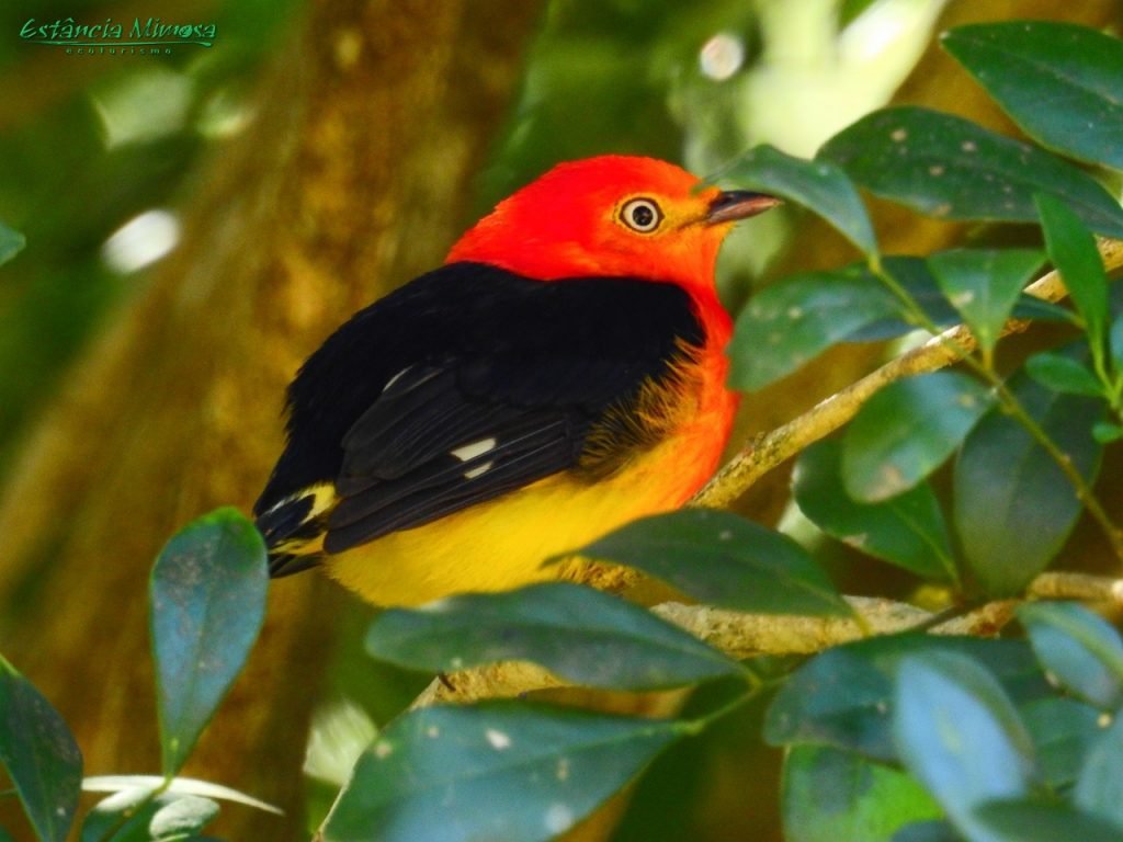 Uirapuru registrado durante observação de aves