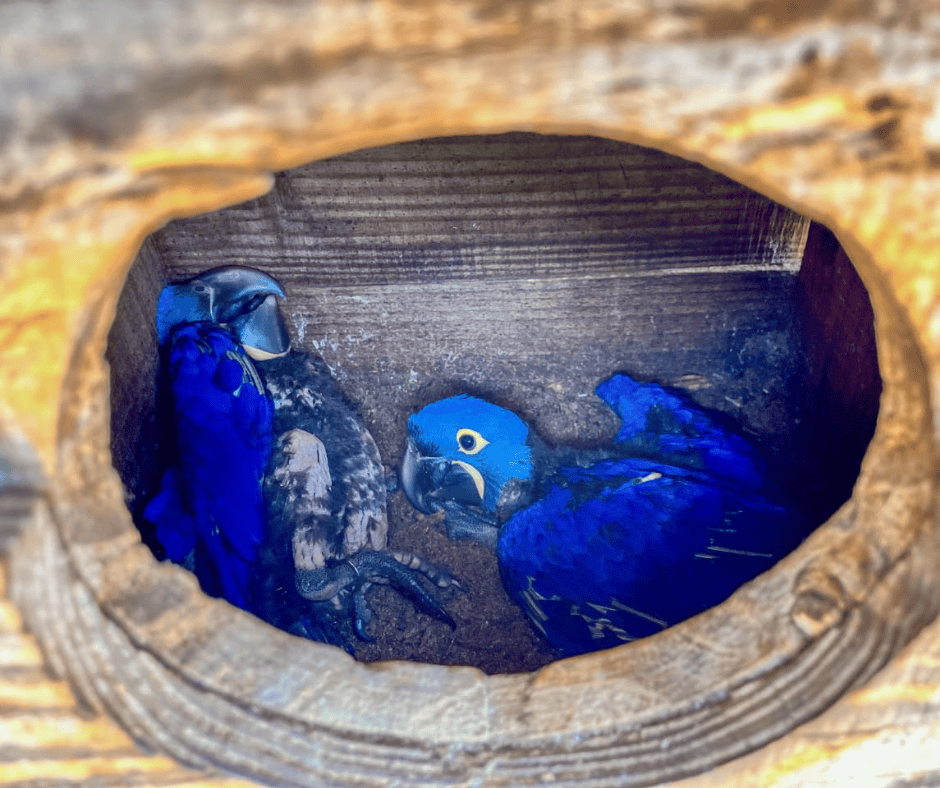 Filhote de arara-azul na Estância Mimosa