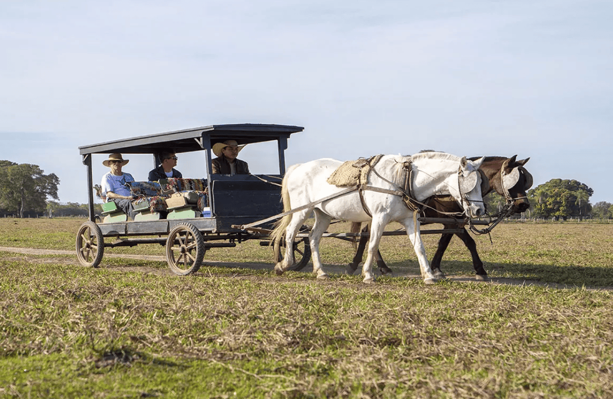 Passeio de charrete pelos campos da Pousada Pequi