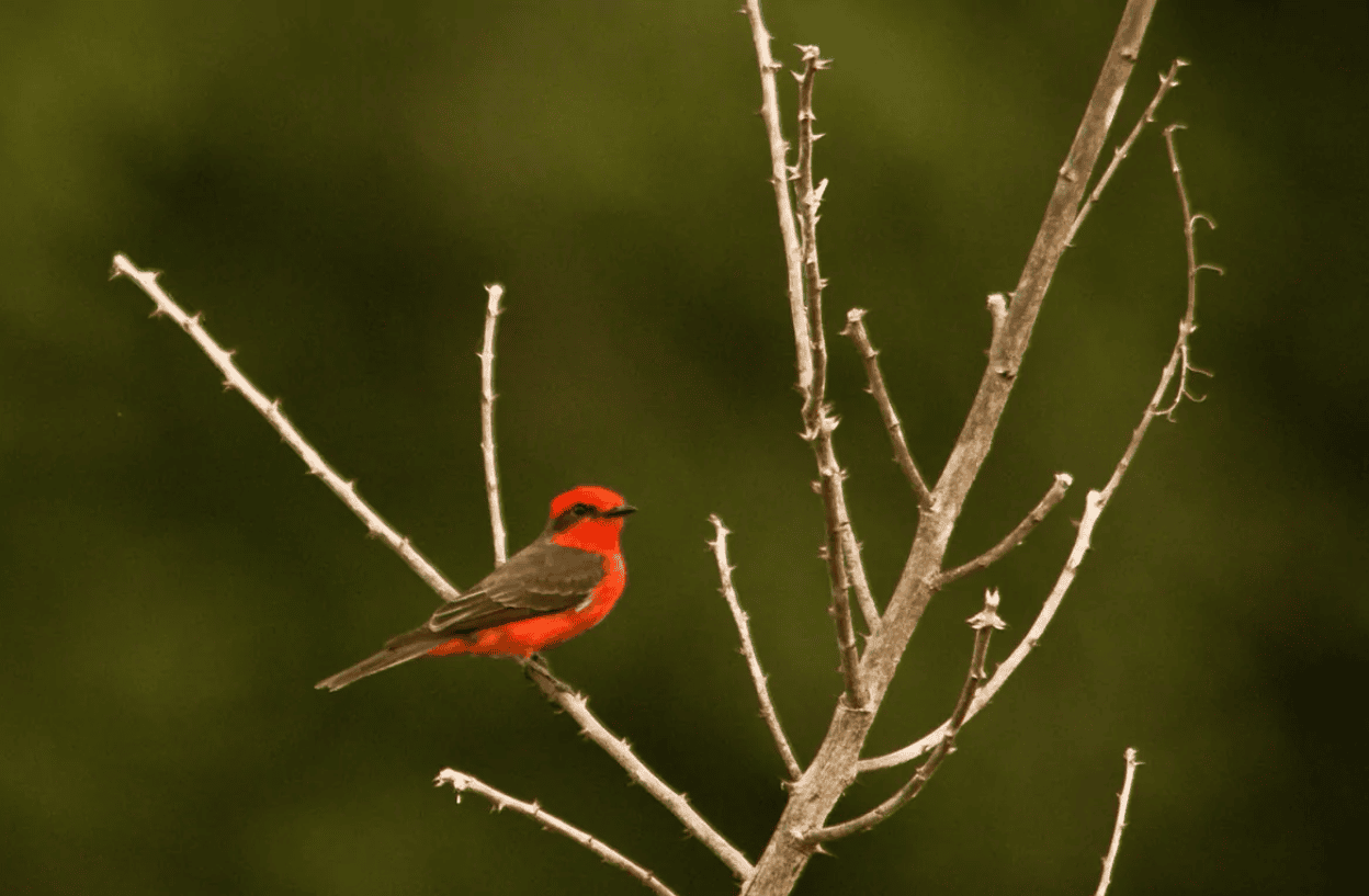 Ave observada na área da Pousada Pequi no Pantanal