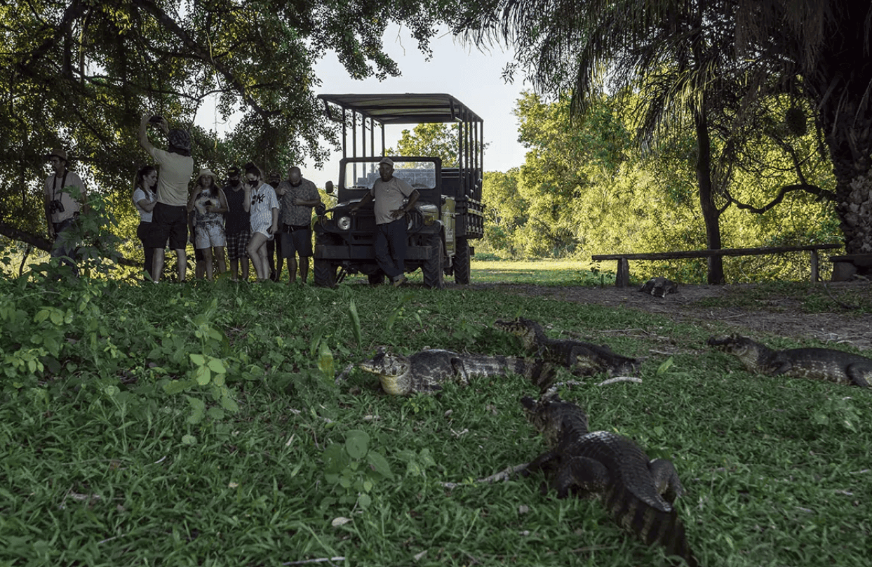 Jacarés observados durante safári fotográfico na Pousada Pequi