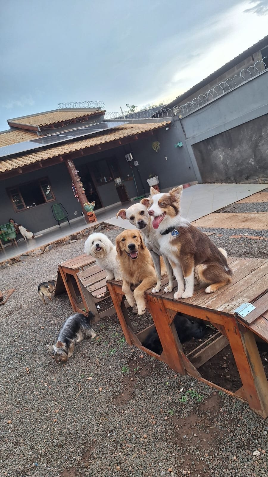 Acompanhamento dos pets no Peludos Resort em Bonito MS