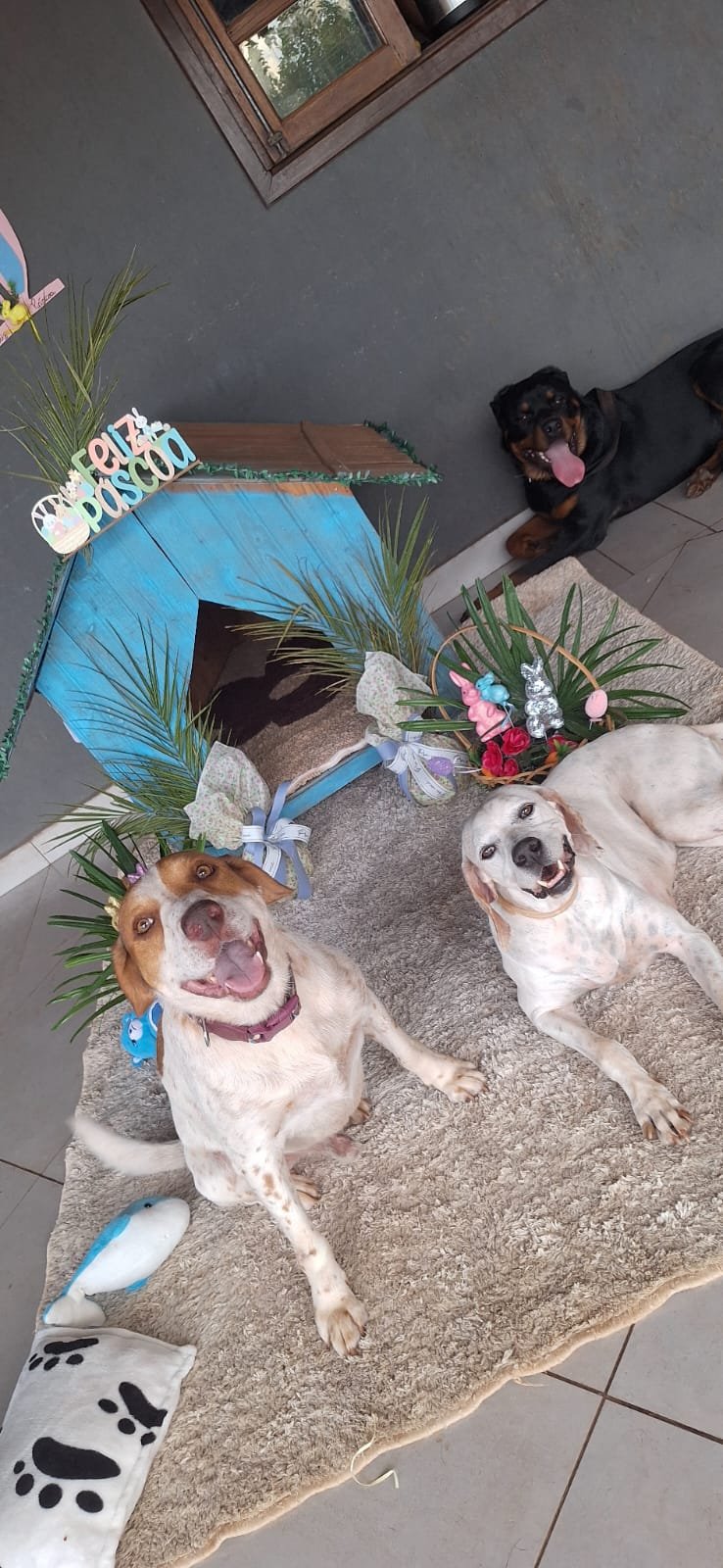 Cachorros descansando durante hospedagem pet em Bonito