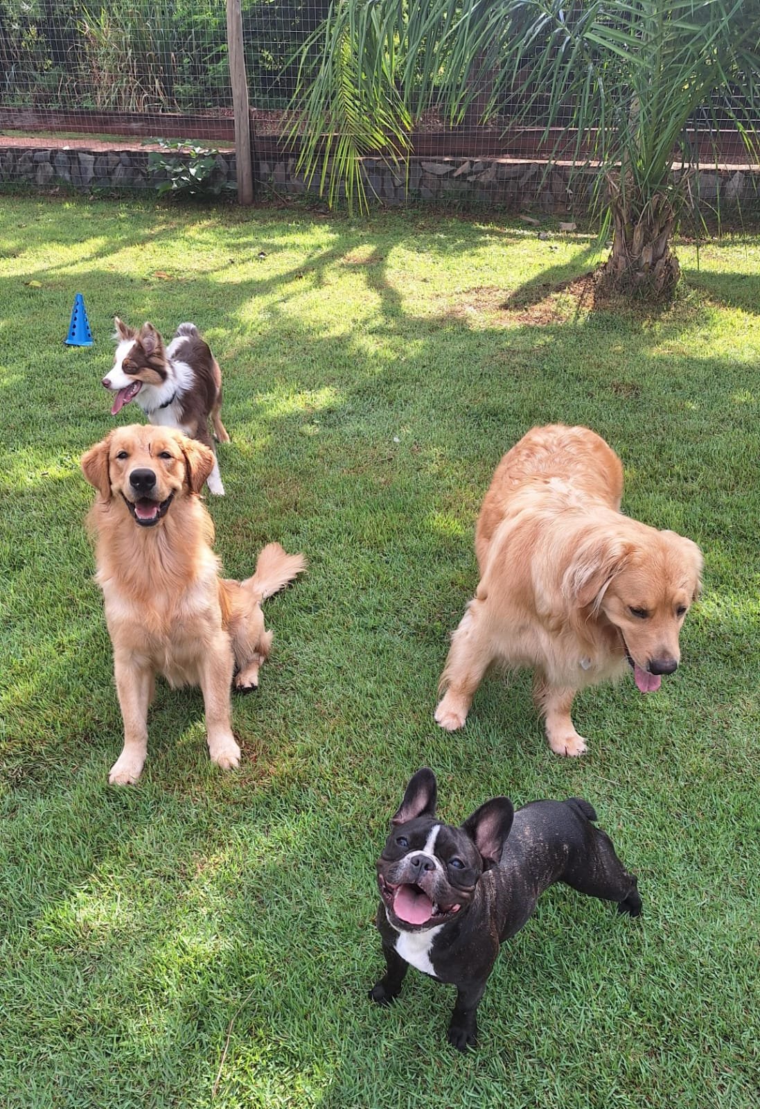 Cães reunidos no Peludos Resort em Bonito MS