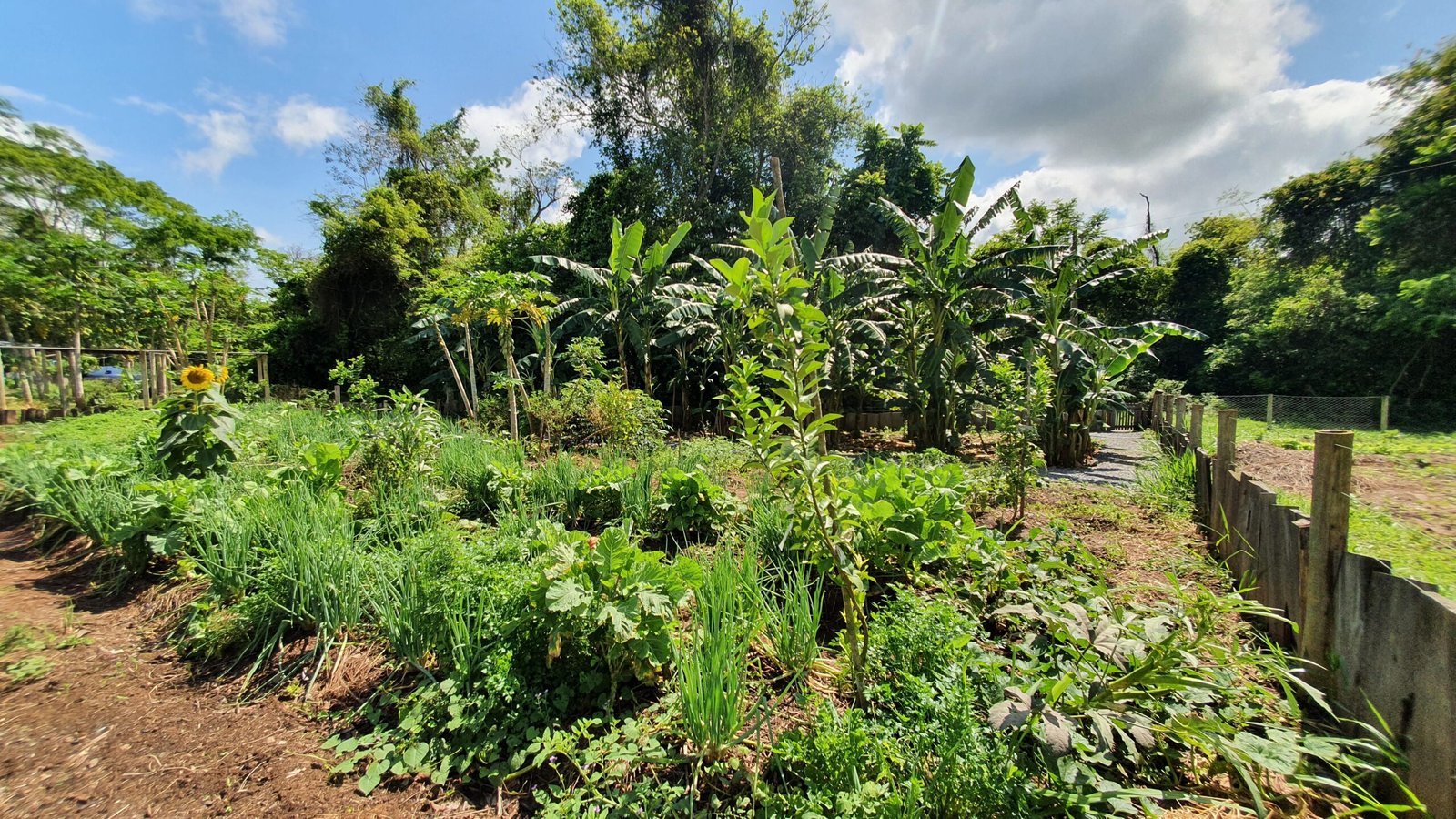 Agrofloresta da Estância Mimosa em Bonito