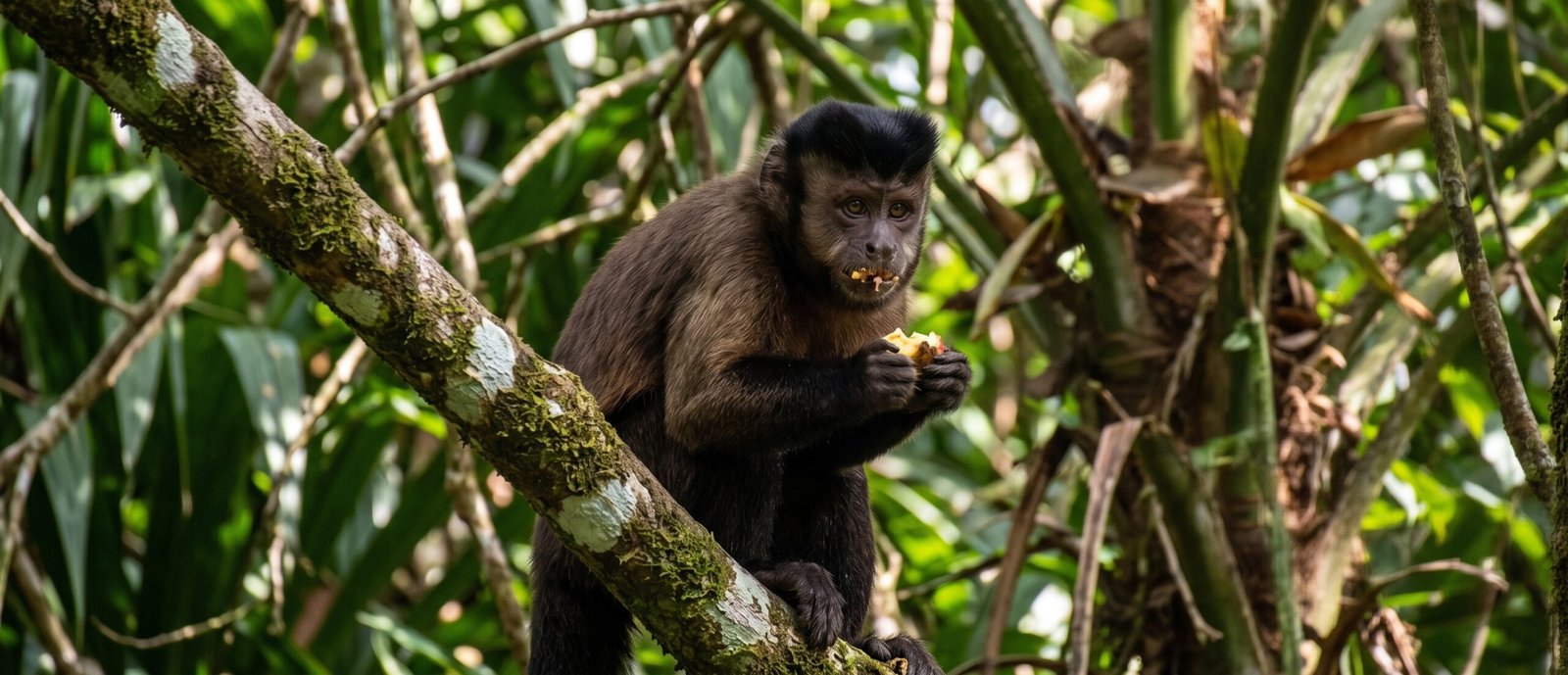 Macaco-prego na região de Bonito MS