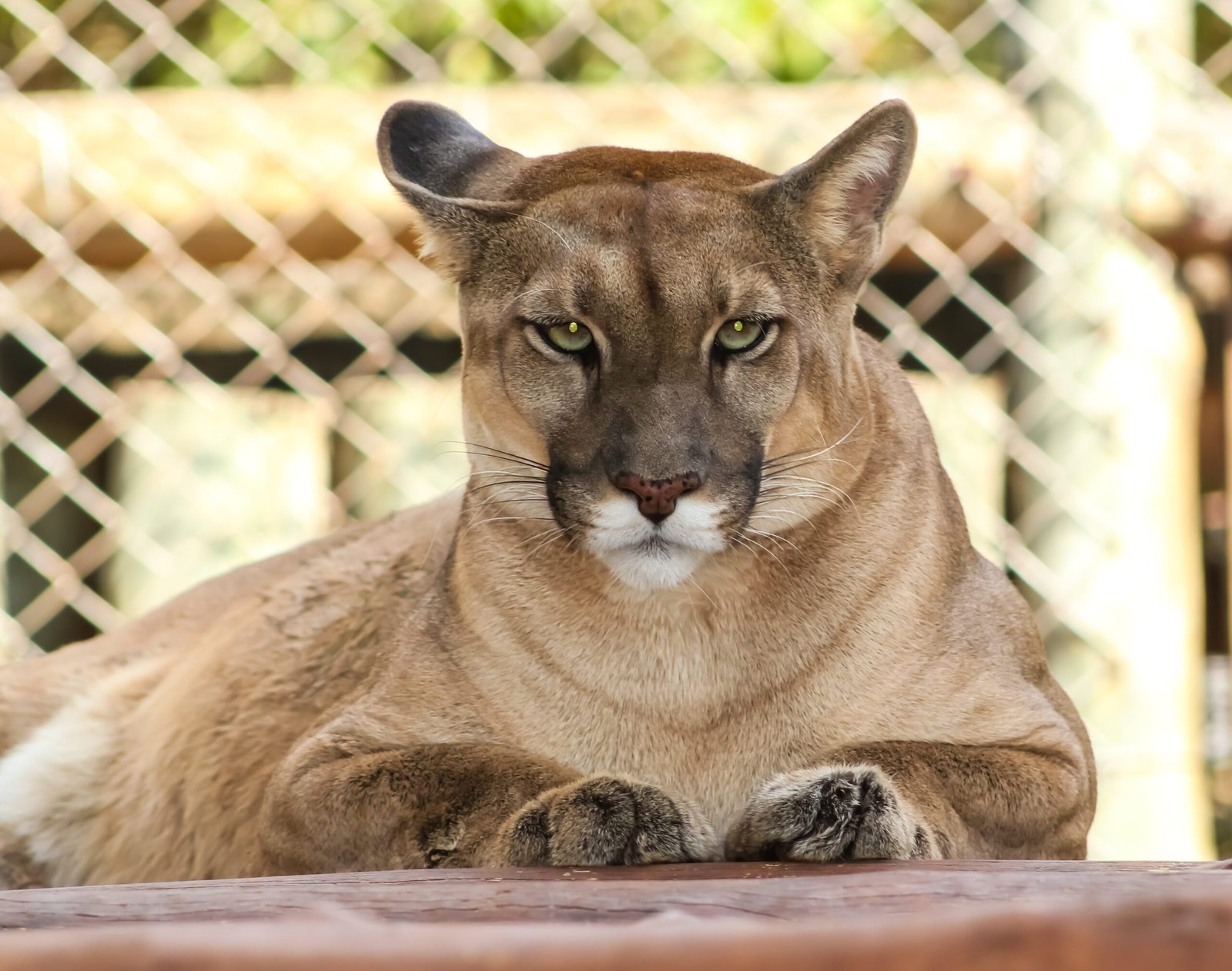Onça parda no Bio Park Bonito MS