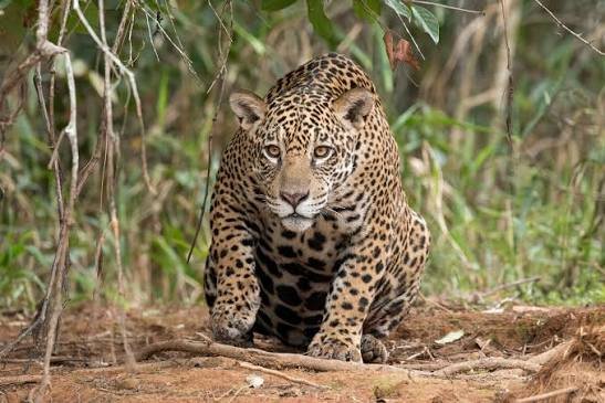 Onça-pintada no Mato Grosso do Sul e região do Pantanal