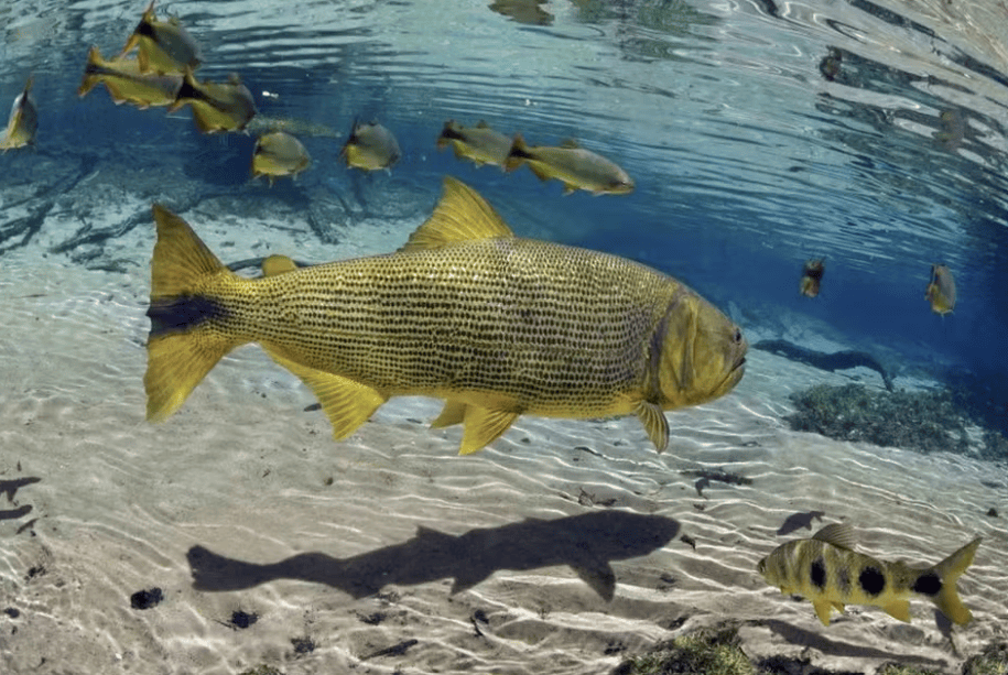 Peixe dourado em rio da região de Bonito Mato Grosso do Sul