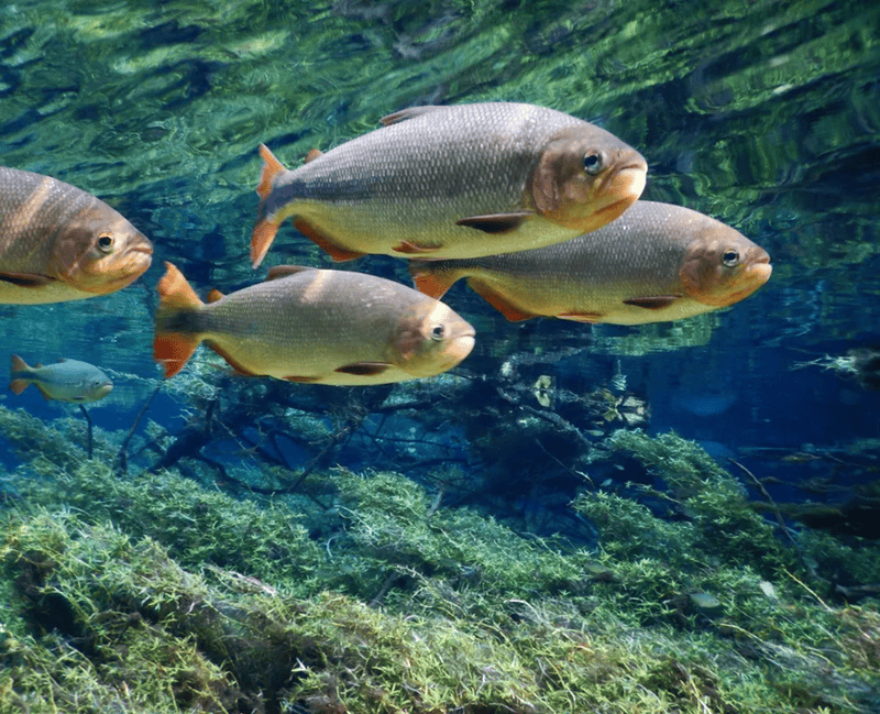Peixe piraputanga nas águas transparentes de Bonito MS