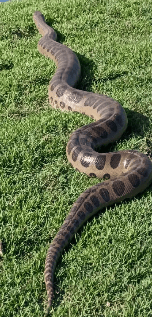 Sucuri na região de Bonito Mato Grosso do Sul