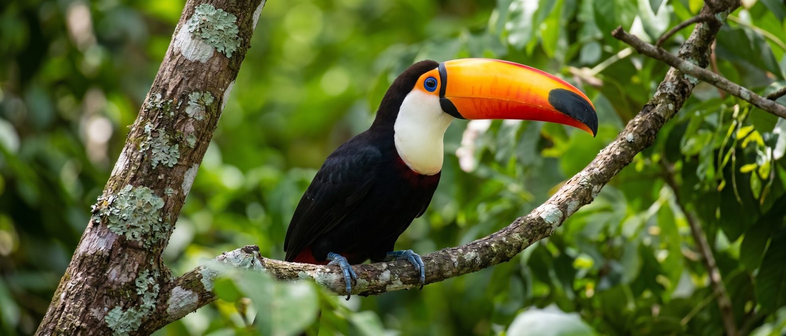 Tucano-toco na região de Bonito MS